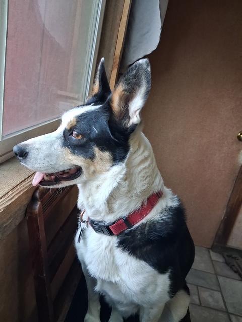 Polly, ADOPTABLE, Adult Female Cattle Dog.