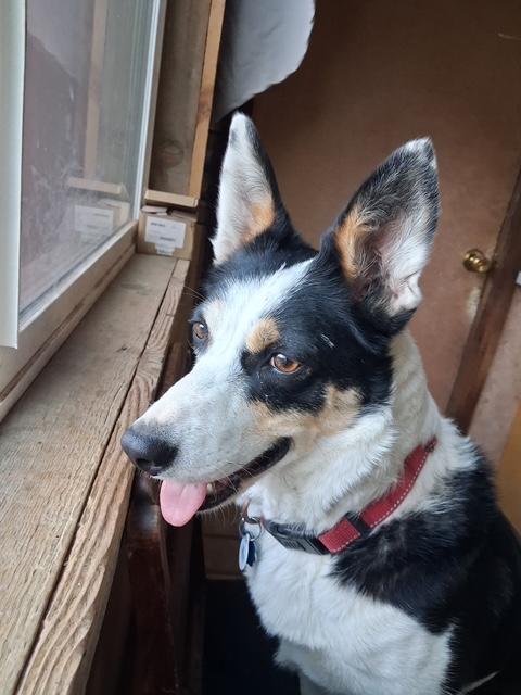 Polly, an adopted mixed breed in Lakeview, OR image 2/3