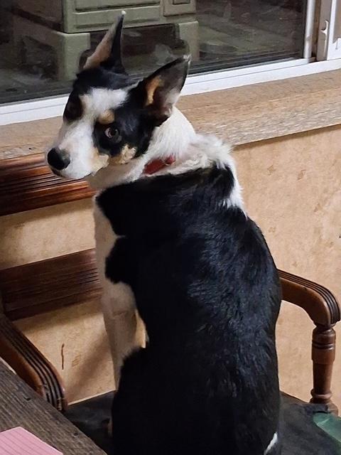 Polly, an adopted mixed breed in Lakeview, OR image 3/3