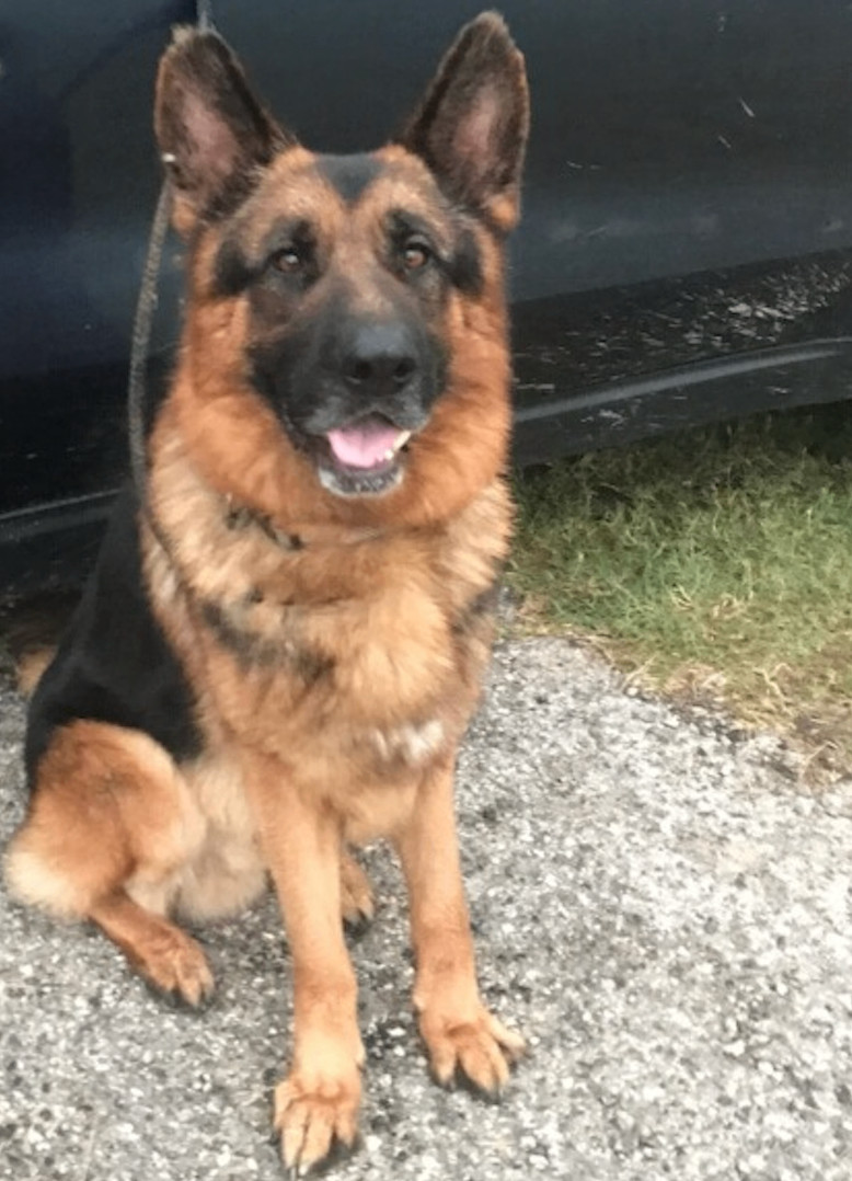 Enlarge Zuko, a Adopted German Shepherd Dog in Austin, TX image 1/1