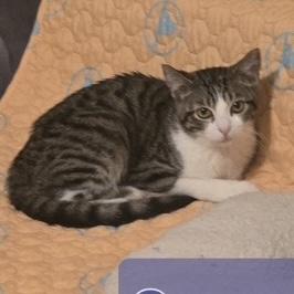 Cream Puff, ADOPTABLE, Young Female Domestic Short Hair.