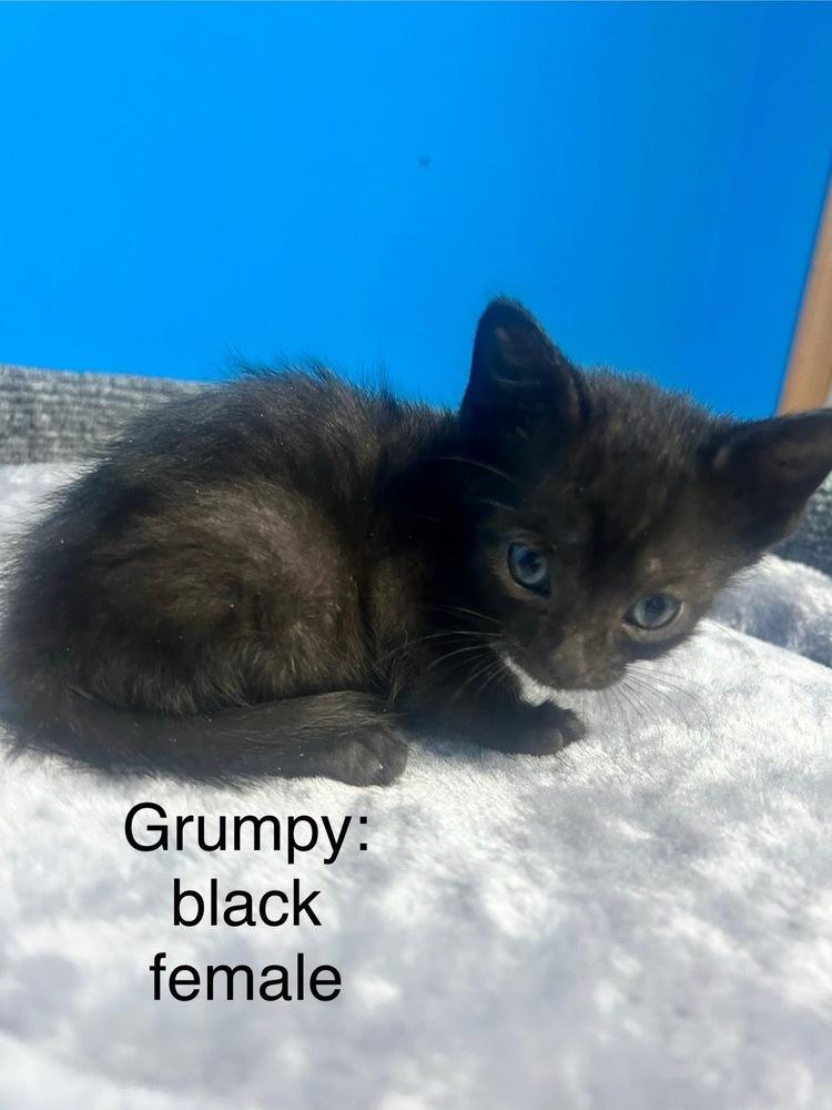 Grumpy, Adoptable, Kitten Female Domestic Short Hair.