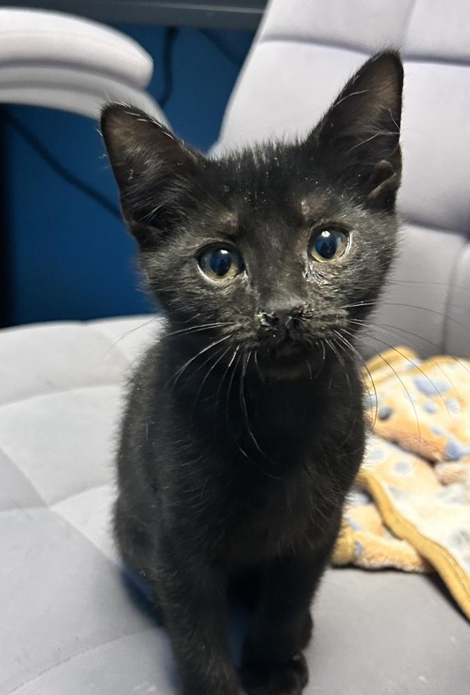 Enlarge Grumpy, a Adoptable mixed breed in Union Grove, WI image 2/5