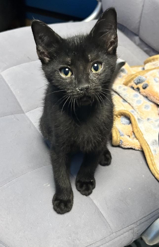 Enlarge Grumpy, a Adoptable mixed breed in Union Grove, WI image 3/5