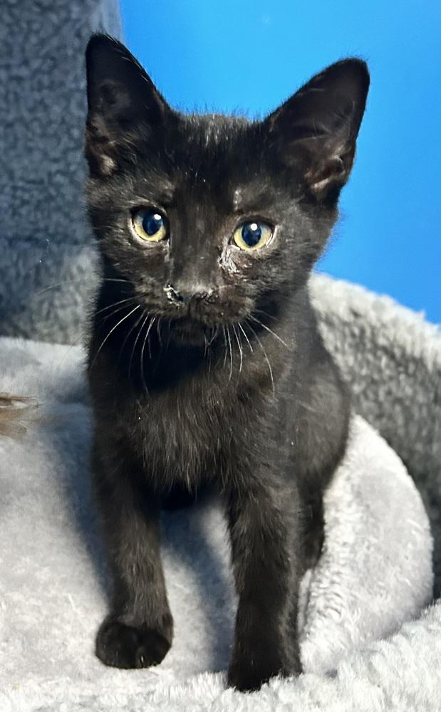 Enlarge Grumpy, a Adoptable mixed breed in Union Grove, WI image 4/5