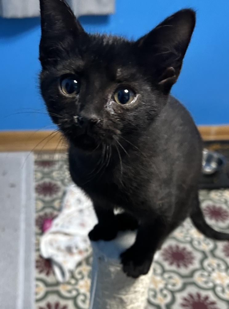 Enlarge Grumpy, a Adoptable mixed breed in Union Grove, WI image 5/5