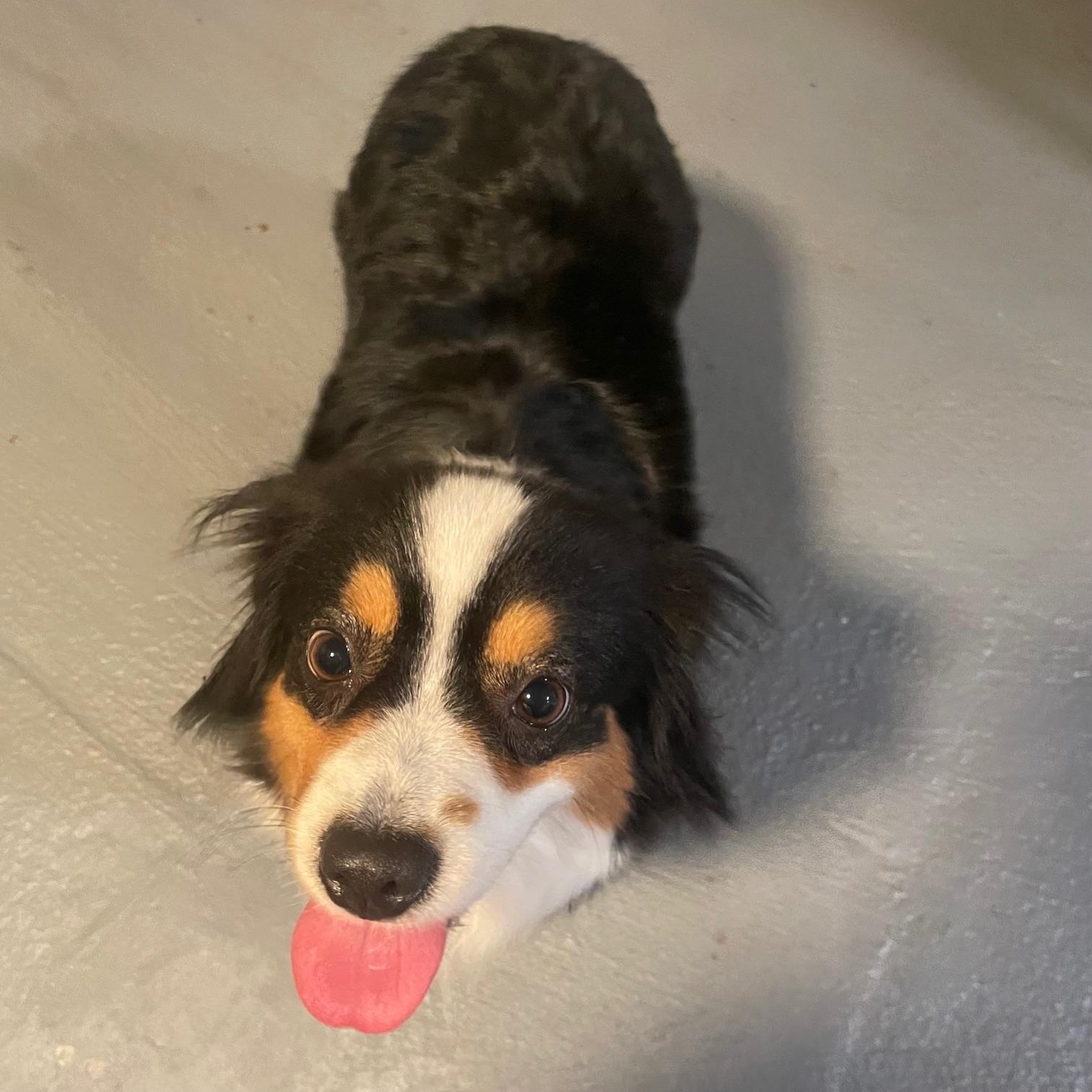 Radiant Remi, an adoption pending Australian Shepherd in La Center, WA image 2/3