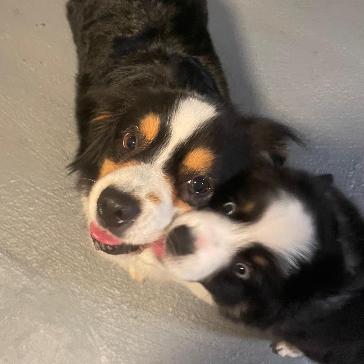 Radiant Remi, an adoption pending Australian Shepherd in La Center, WA image 3/3