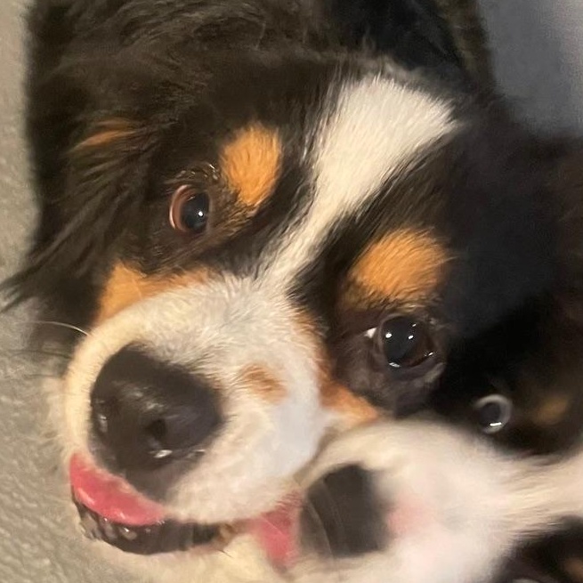 Radiant Remi, ADOPTABLE, Adult Female Australian Shepherd.