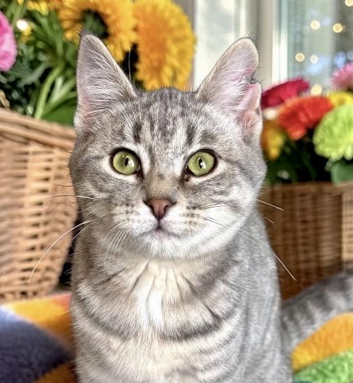 Gnocchi - KITTEN, adopted, Kitten Male Domestic Short Hair.
