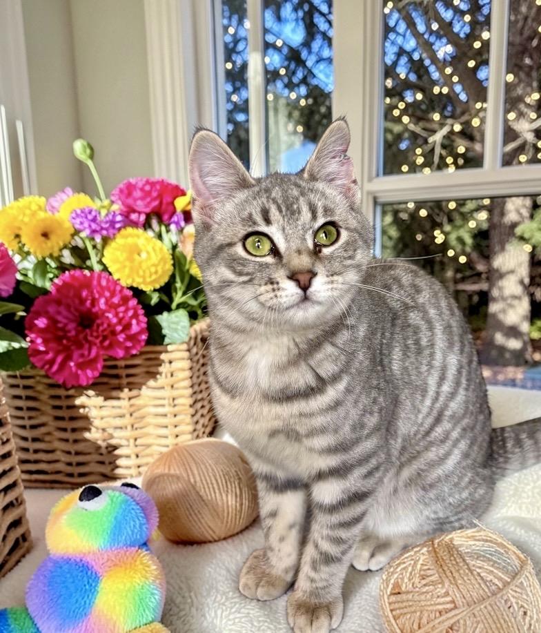 Enlarge Gnocchi - KITTEN, an adopted Domestic Short Hair in Perry, IA image 3/5