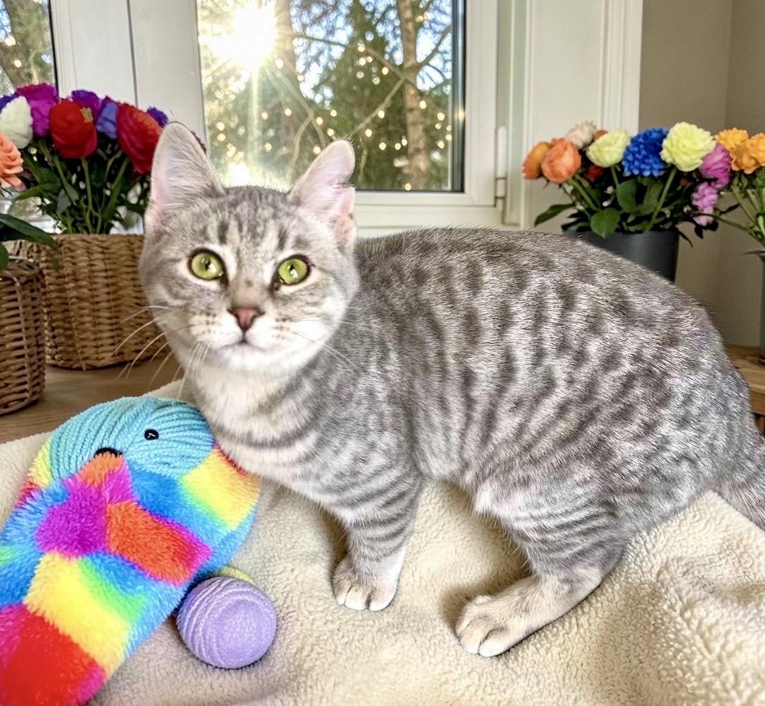 Enlarge Gnocchi - KITTEN, an adopted Domestic Short Hair in Perry, IA image 5/5