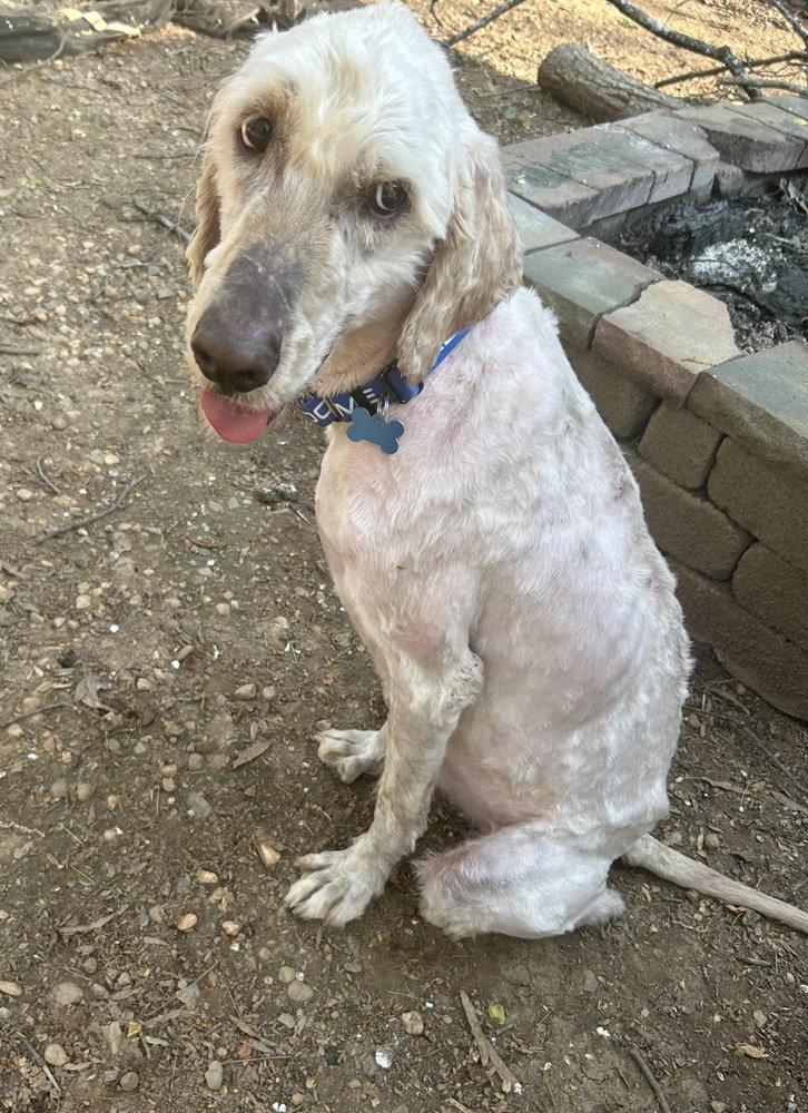 Enlarge Patrick, a Adoptable mixed breed in Charlotte, NC image 1/3