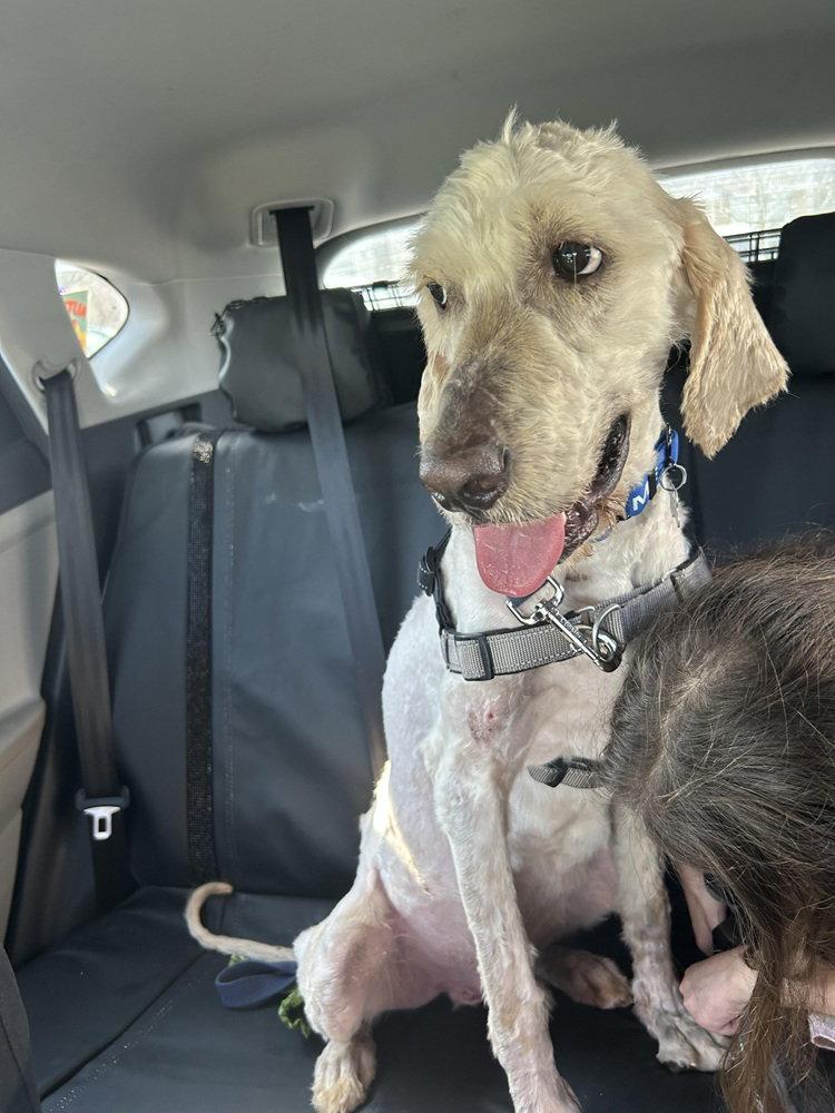 Enlarge Patrick, a Adoptable mixed breed in Charlotte, NC image 2/3