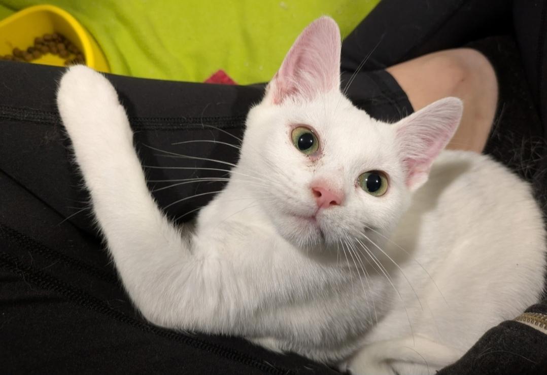 Hazel - In Foster