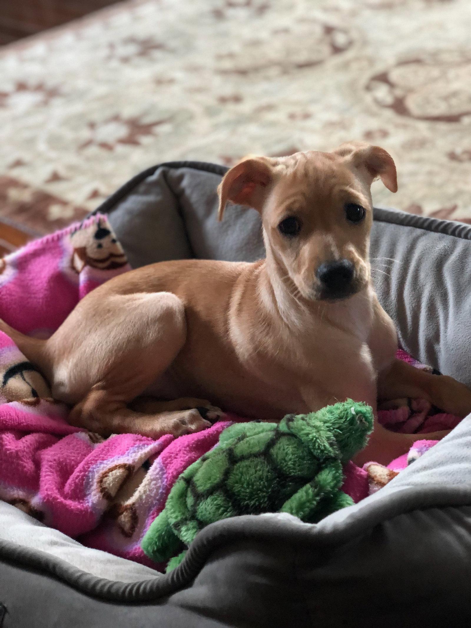 Lana, Adopted, Puppy Female Mixed Breed.