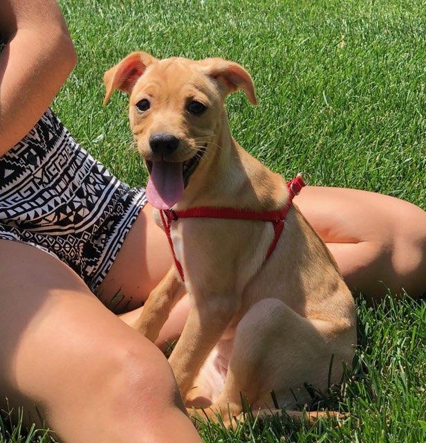 Enlarge Lana, a Adopted Mixed Breed in Morganville, NJ image 2/3