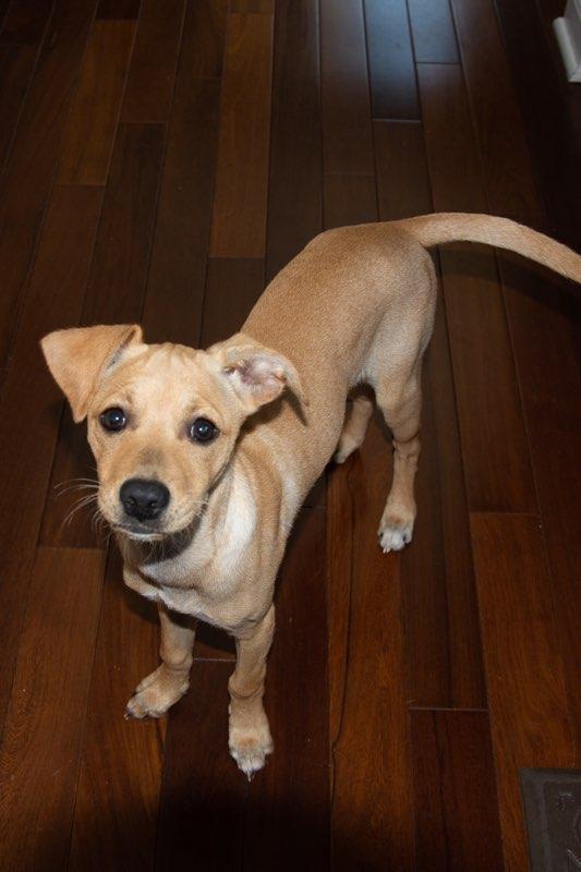 Enlarge Lana, a Adopted Mixed Breed in Morganville, NJ image 3/3