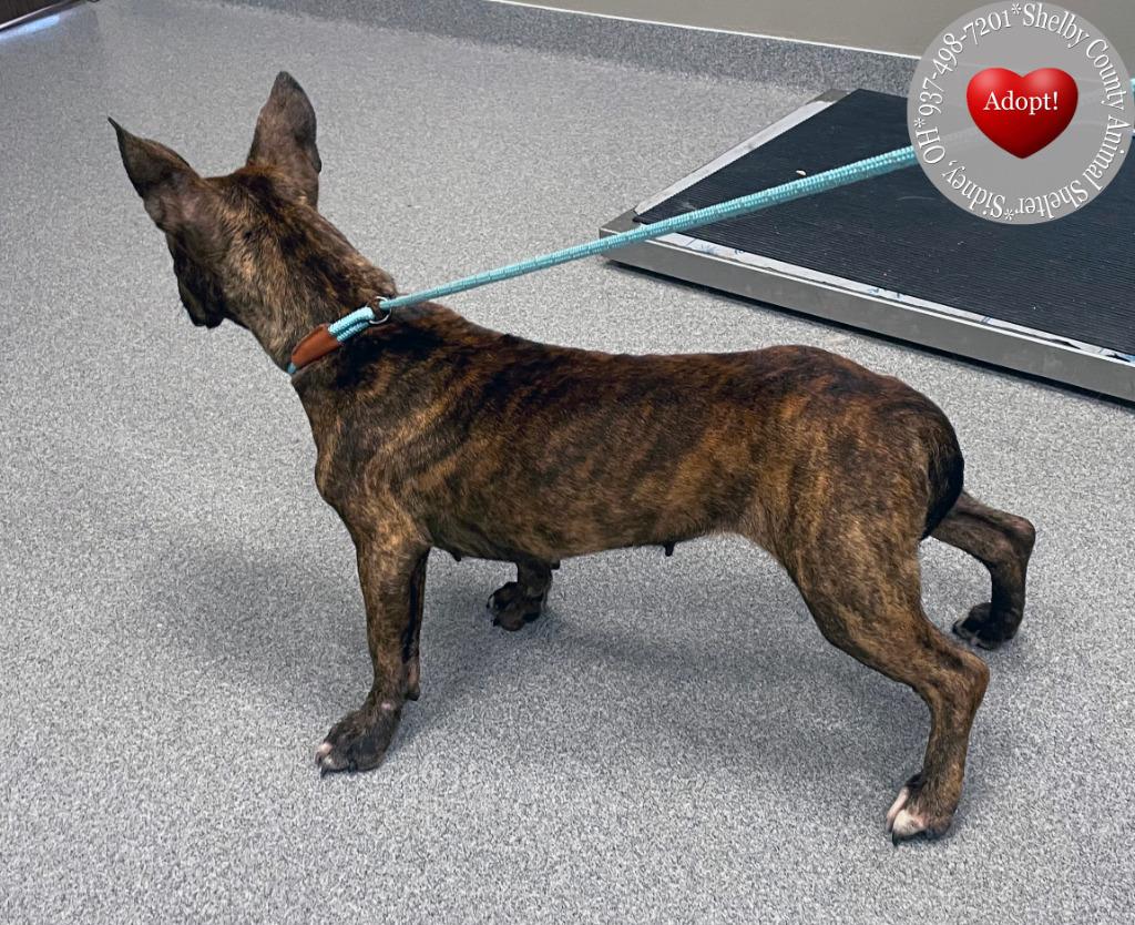 Ripley Yrly 256, a Adopted Terrier in Sidney, OH image 1/5