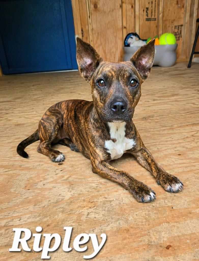 Ripley Yrly 256, a Adopted Terrier in Sidney, OH image 2/5