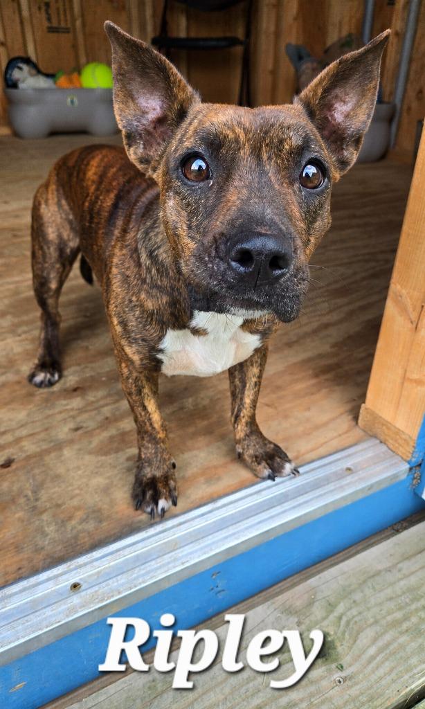 Ripley Yrly 256, a Adopted Terrier in Sidney, OH image 3/5