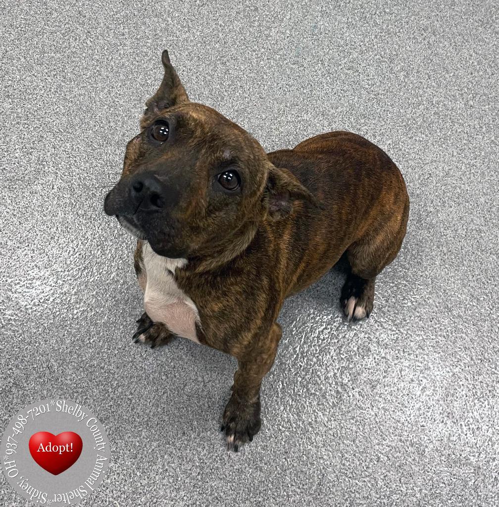 Ripley Yrly 256, a Adopted Terrier in Sidney, OH image 4/5