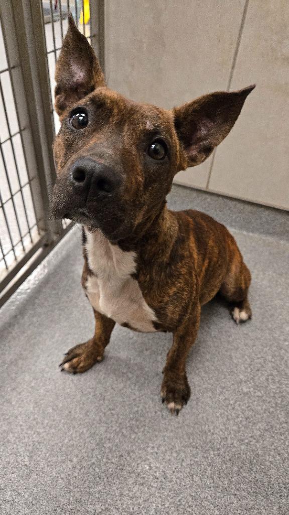 Ripley Yrly 256, a Adopted Terrier in Sidney, OH image 5/5