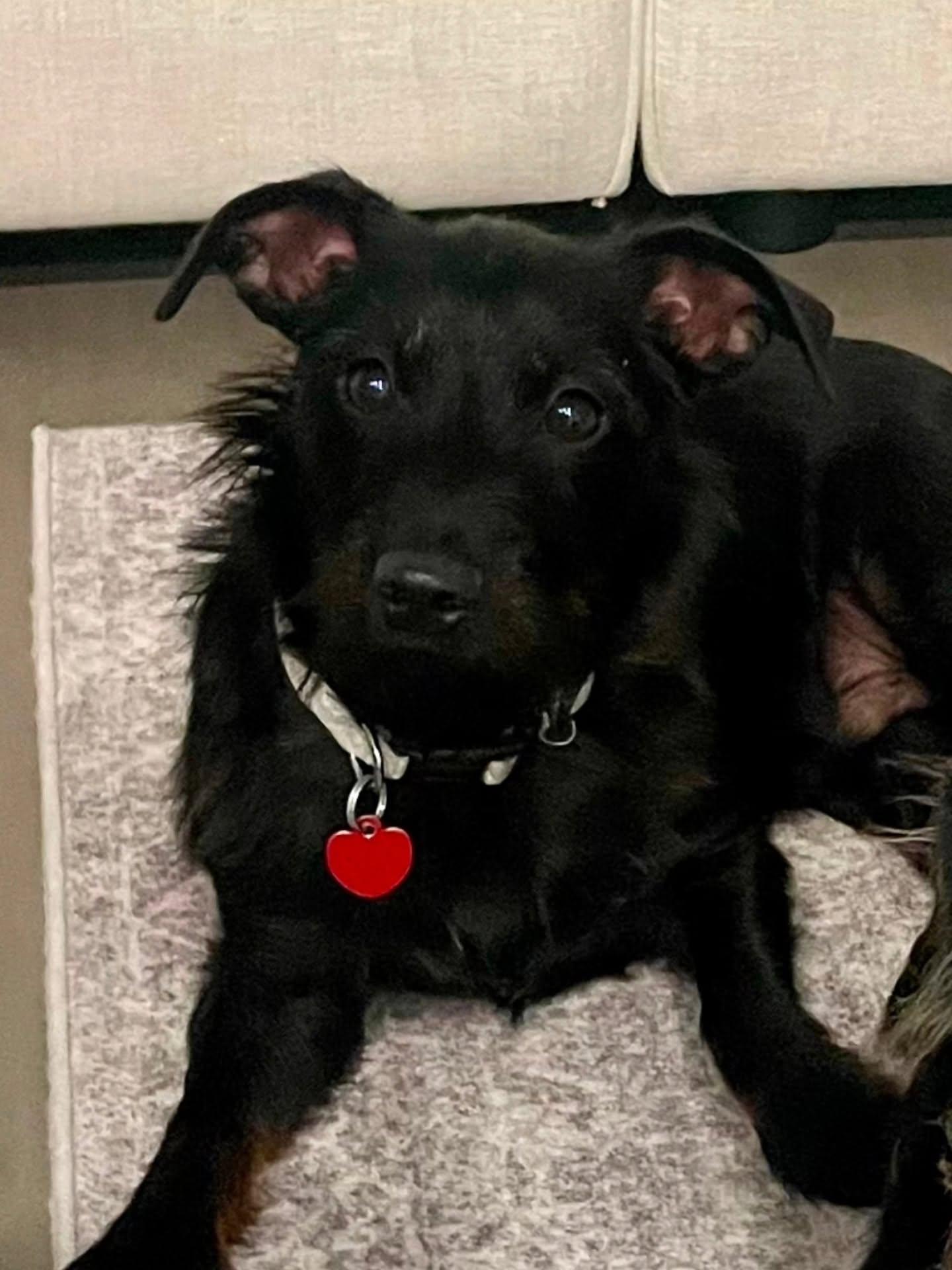 Tron, Adoptable, Puppy Male Miniature Schnauzer.