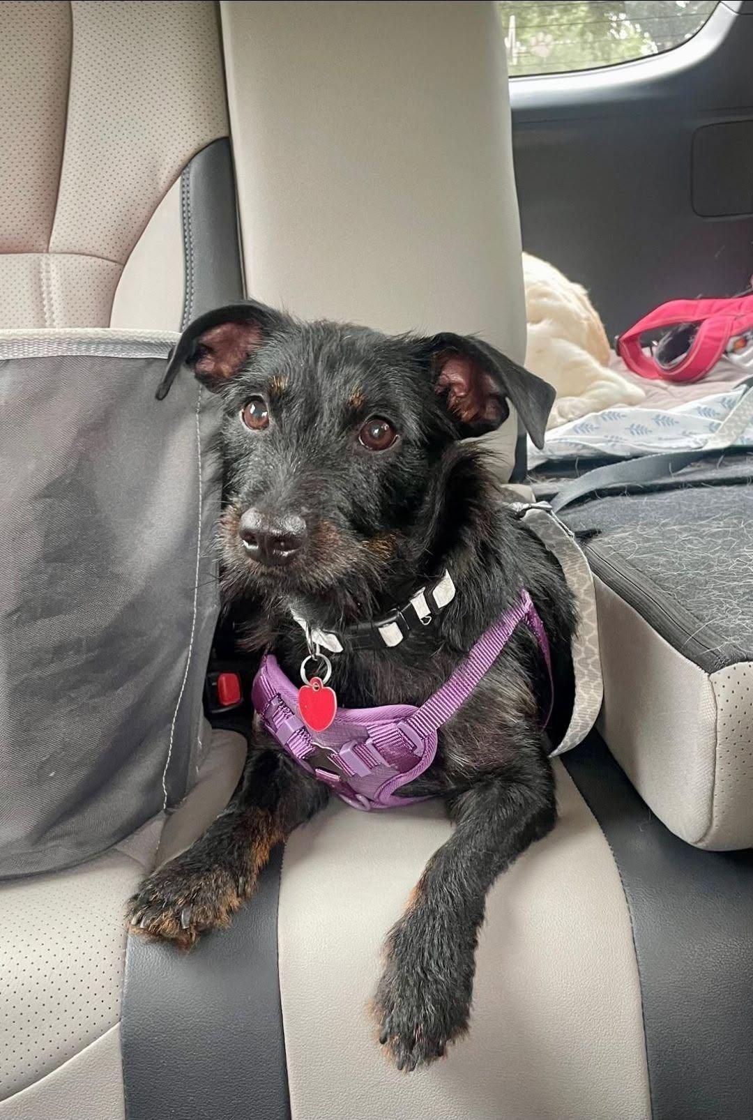 Enlarge Tron, a Adoptable mixed breed in Miami, FL image 4/4