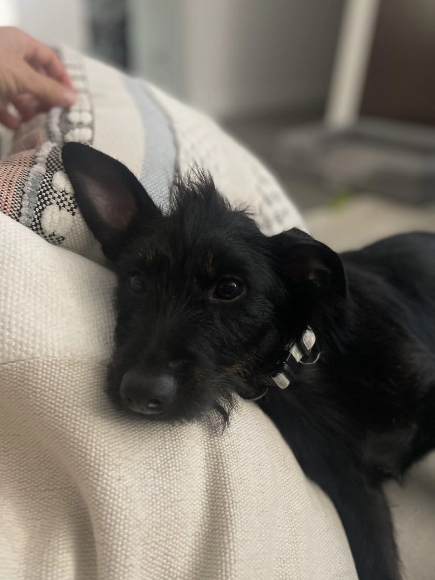 Enlarge Tron, a Adoptable mixed breed in Miami, FL image 3/4