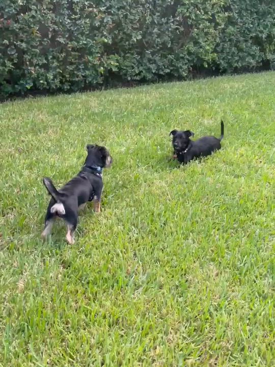 Enlarge Tron, a Adoptable mixed breed in Miami, FL video 2/4