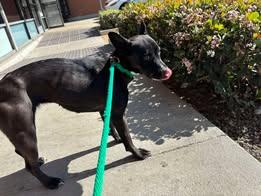 Enlarge Brie, a Adoptable mixed breed in Ventura, CA image 5/6