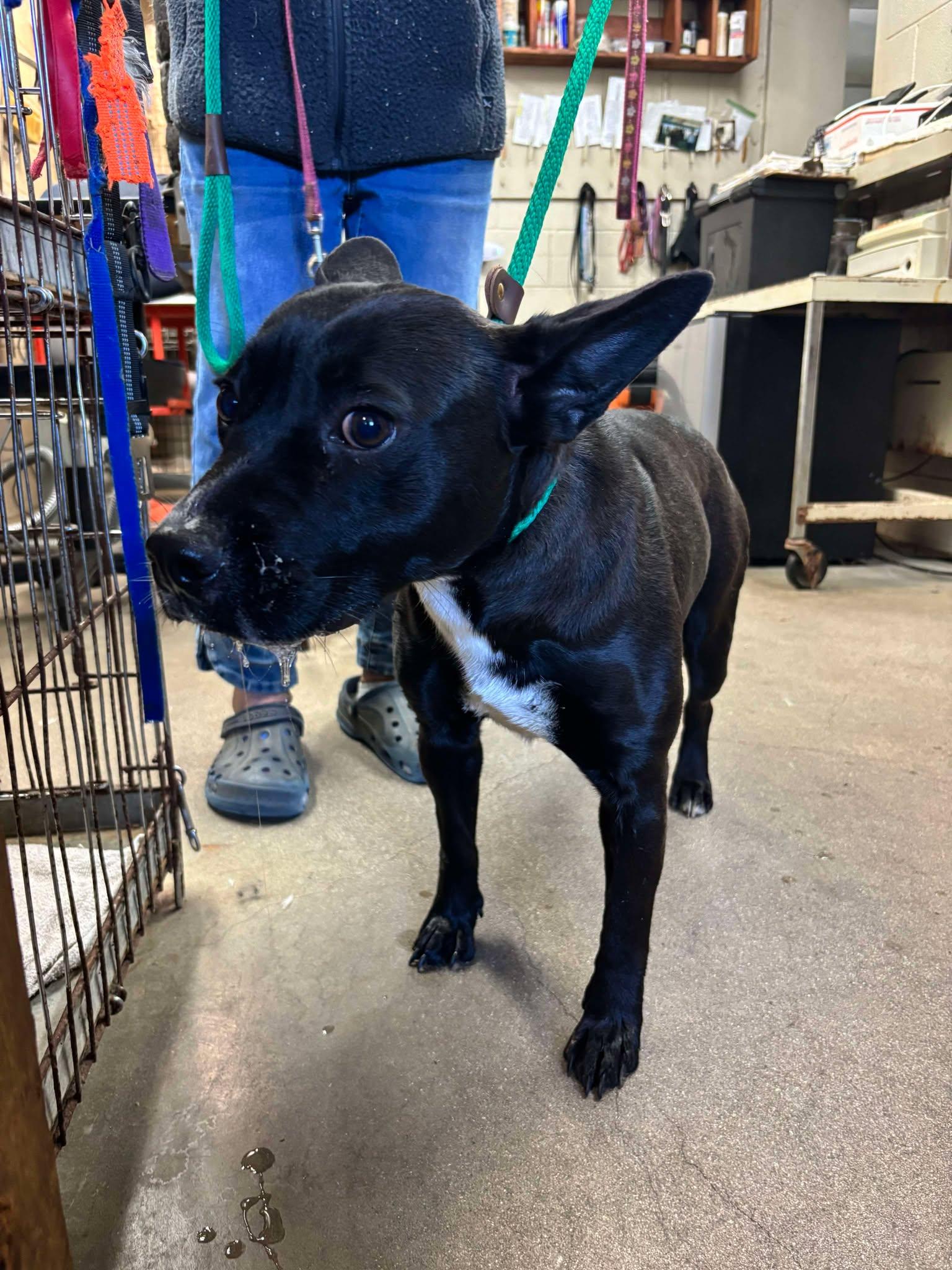 Enlarge Brie, a Adoptable mixed breed in Ventura, CA image 6/6