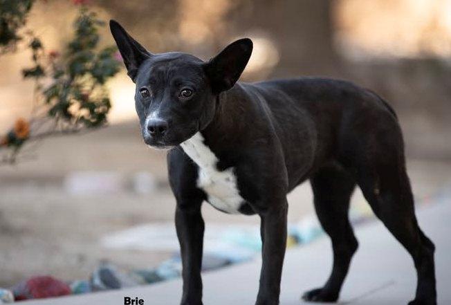 Enlarge Brie, a Adoptable mixed breed in Ventura, CA image 3/6