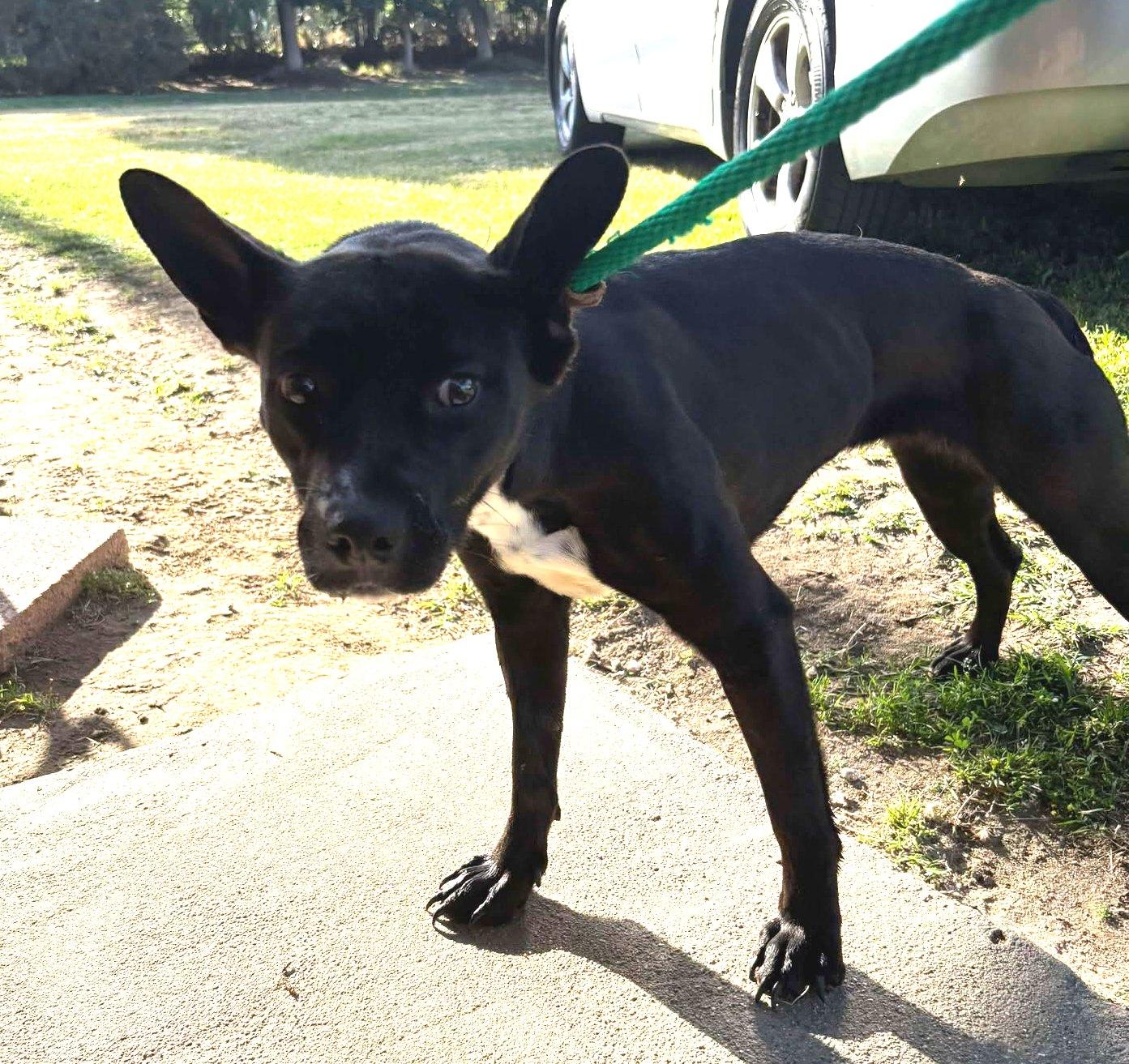 Enlarge Brie, a Adoptable mixed breed in Ventura, CA image 2/6