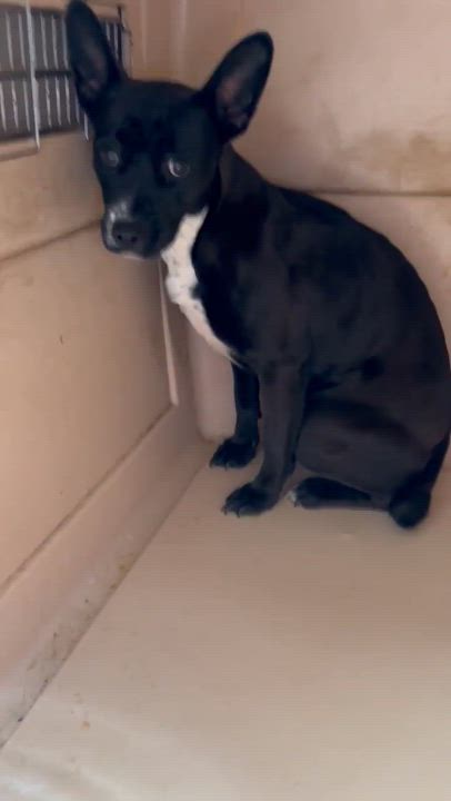 Enlarge Brie, a Adoptable mixed breed in Ventura, CA video 4/6
