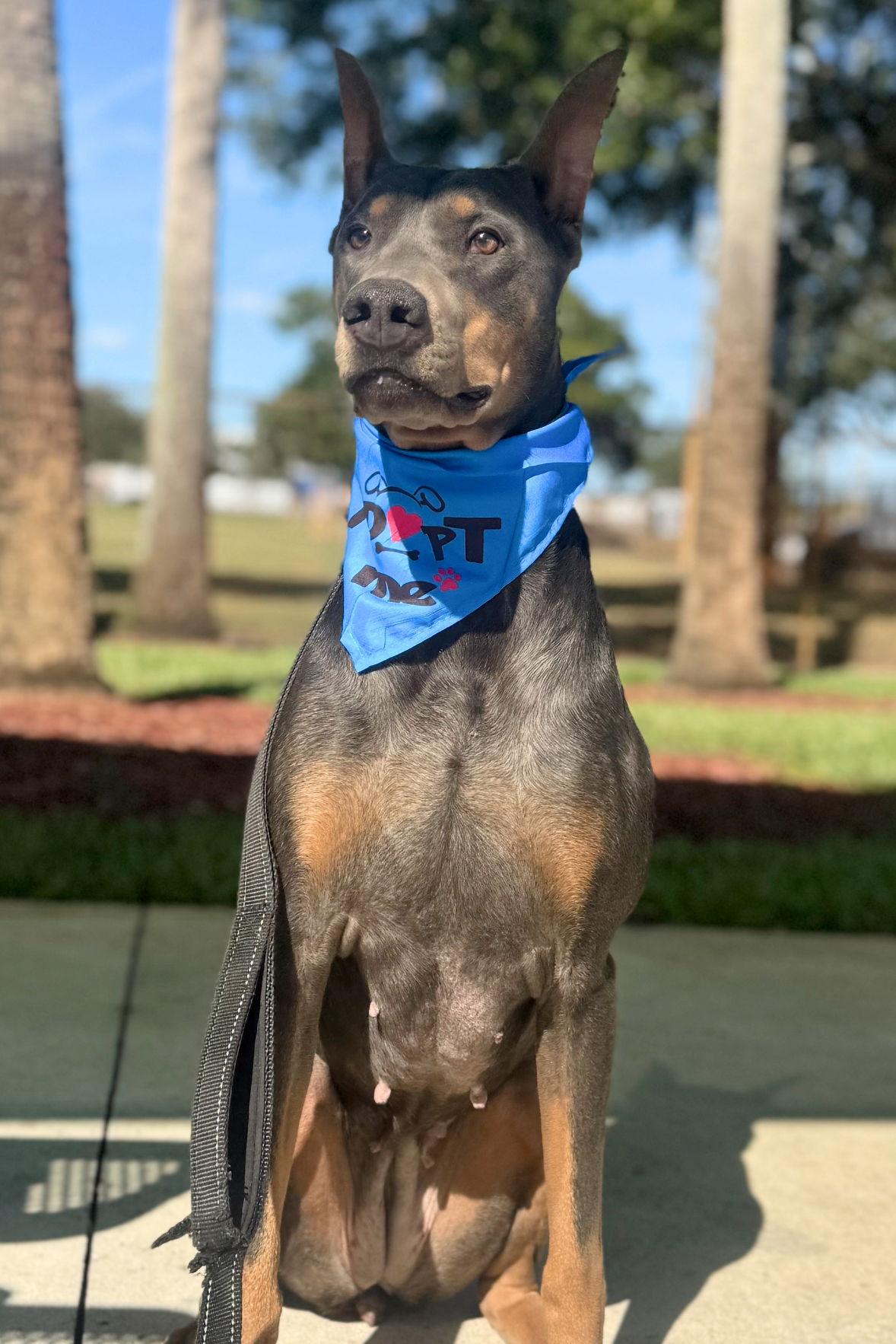 Nellie 3422, a Adoptable Doberman Pinscher in Oakland Park, FL image 1/3