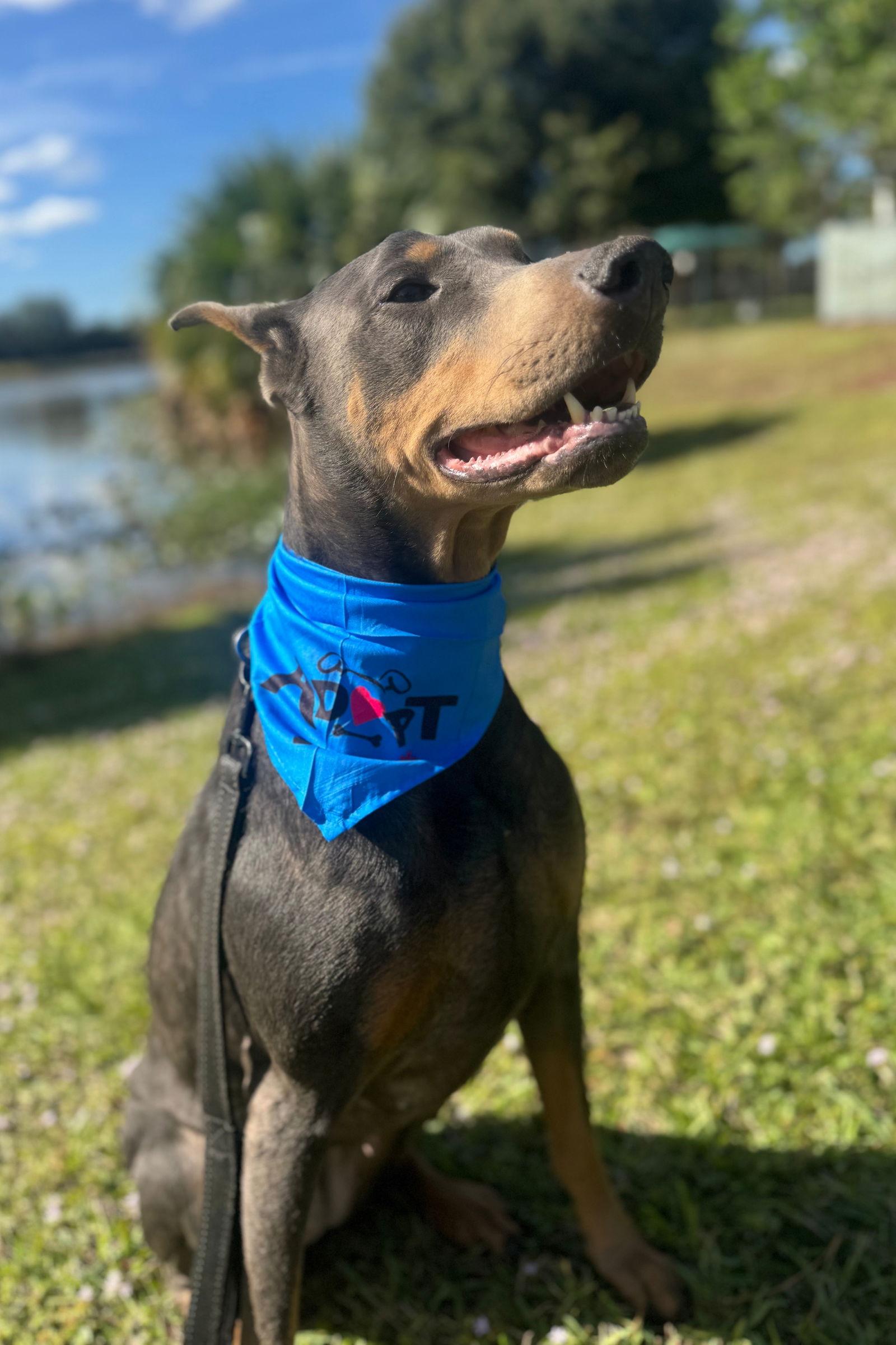 Nellie 3422, a Adoptable Doberman Pinscher in Oakland Park, FL image 3/3