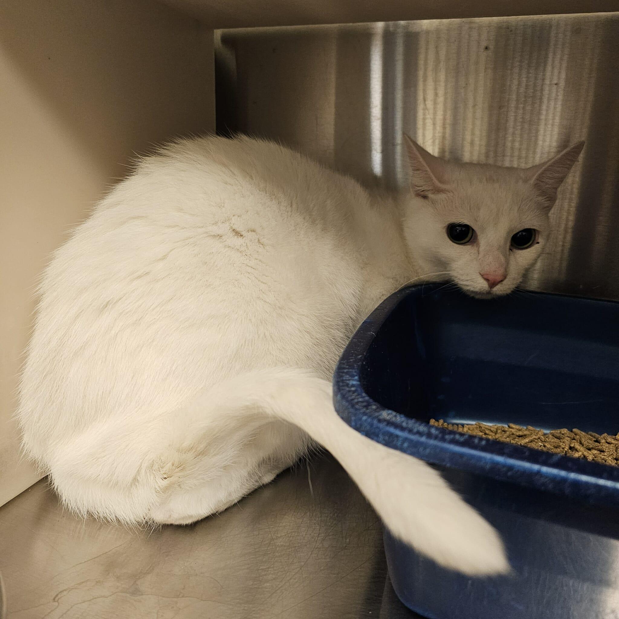 Leo, Adoptable, Adult Male Domestic Short Hair.