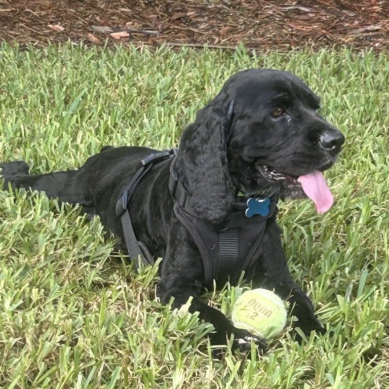 Dog for adoption Dewey, a Cocker Spaniel in Cape Coral, FL Petfinder