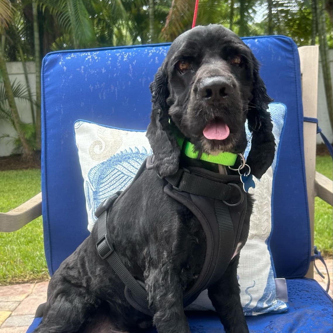 Dog for adoption Dewey, a Cocker Spaniel in Cape Coral, FL Petfinder