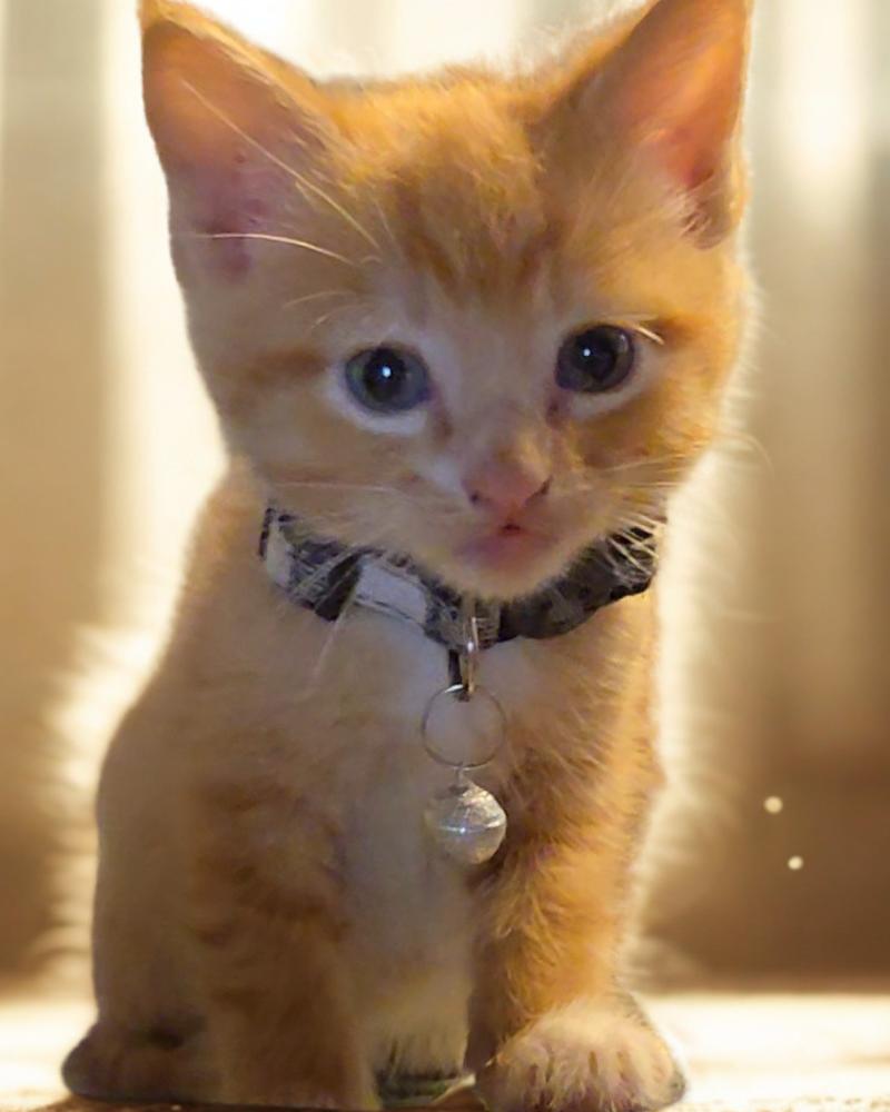 Zayto, Adoptable, Kitten Male Domestic Medium Hair & Maine Coon.