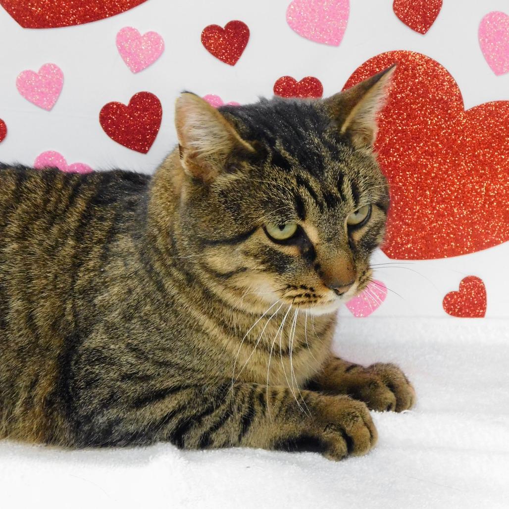 Mr. Moose, Adoptable, Adult Male Domestic Short Hair.