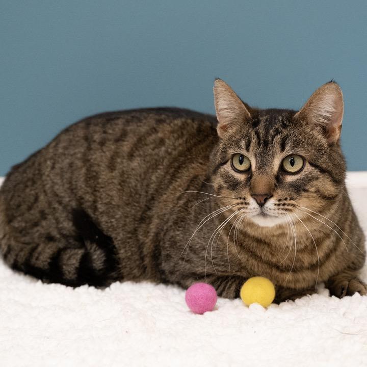 Mr. Moose, Adoptable, Adult Male Domestic Short Hair.