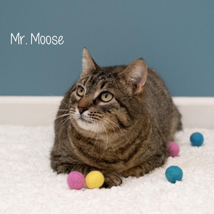 Enlarge Mr. Moose, a Adoptable Domestic Short Hair in Pekin, IL image 2/6