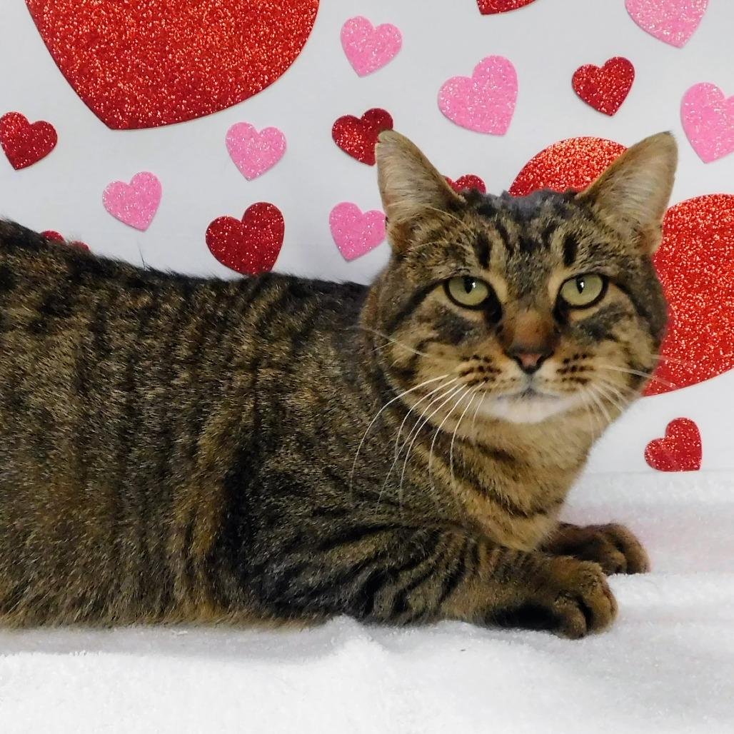 Enlarge Mr. Moose, a Adoptable Domestic Short Hair in Pekin, IL image 3/6