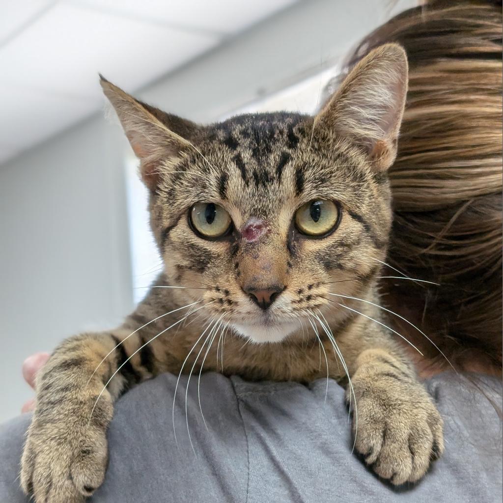 Enlarge Mr. Moose, a Adoptable Domestic Short Hair in Pekin, IL image 4/6