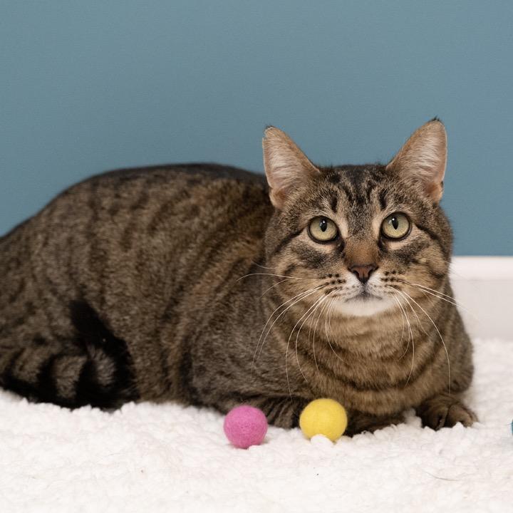 Enlarge Mr. Moose, a Adoptable Domestic Short Hair in Pekin, IL image 5/6