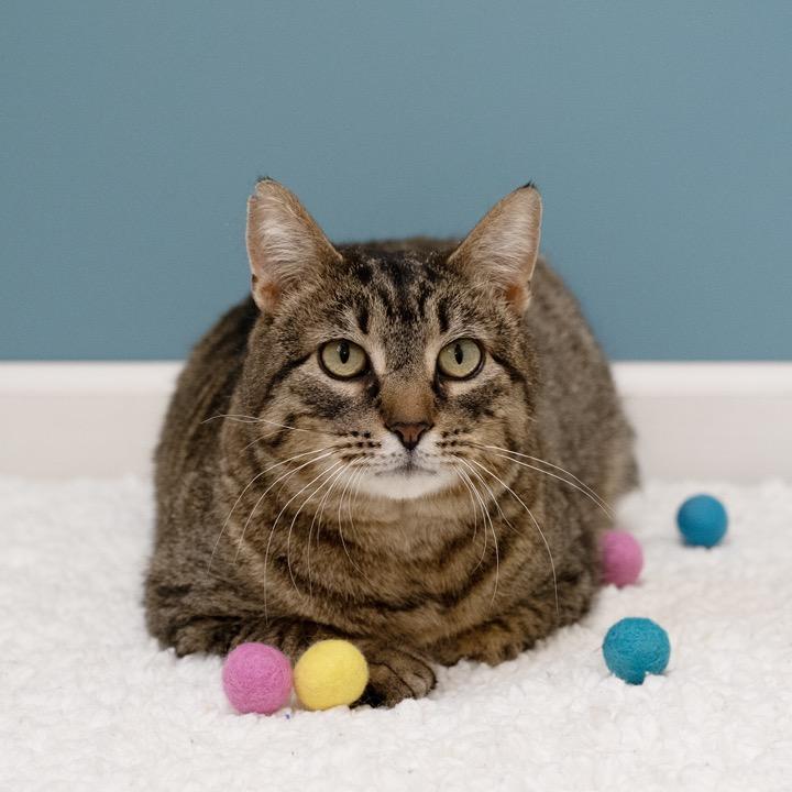 Enlarge Mr. Moose, a Adoptable Domestic Short Hair in Pekin, IL image 6/6