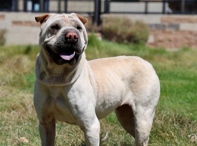 MUGSY, Adoptable, Adult Female Shar-Pei.